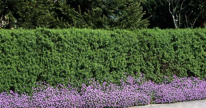 Ligustrum vulgare ‚Atrovirens‘