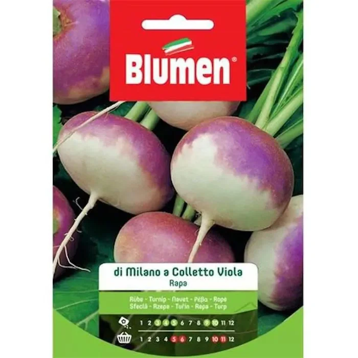 Lila Kragenrübensamen aus Mailand in Tüte