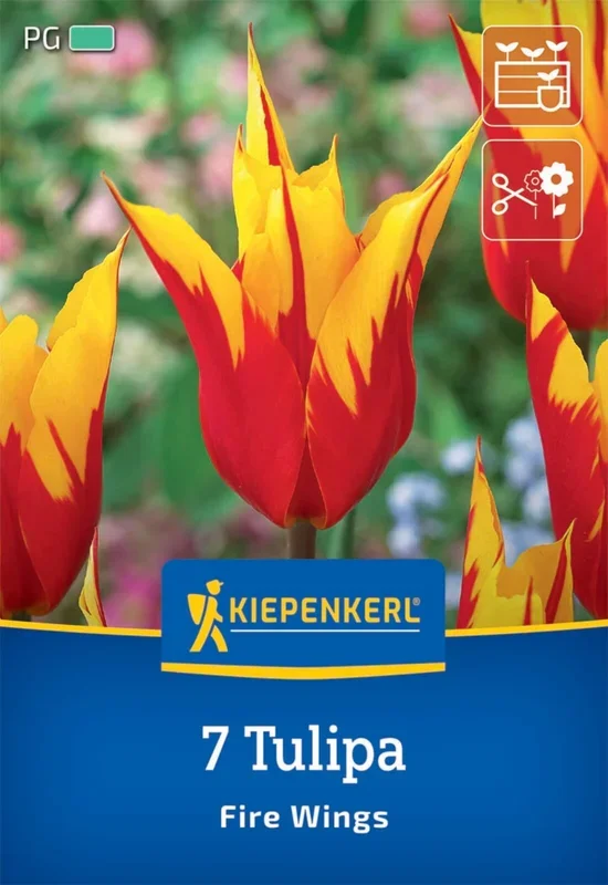 Lilienblütige Tulpe Fire Wings (7 Stück)