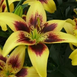 Lilium asiatic Pieton