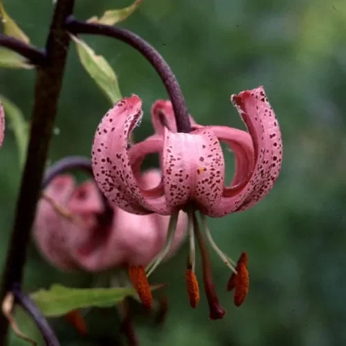 Lilium Martagon (Pink)