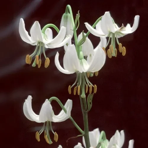 Lilium Martagon Var. Album