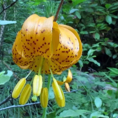 Lilium Pardalinum Ssp Wigginsii