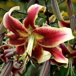 Lilium Turkish Scheherezade