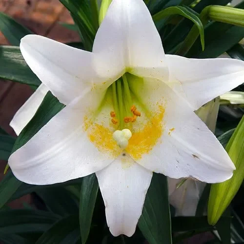 Lilium Wallichianum