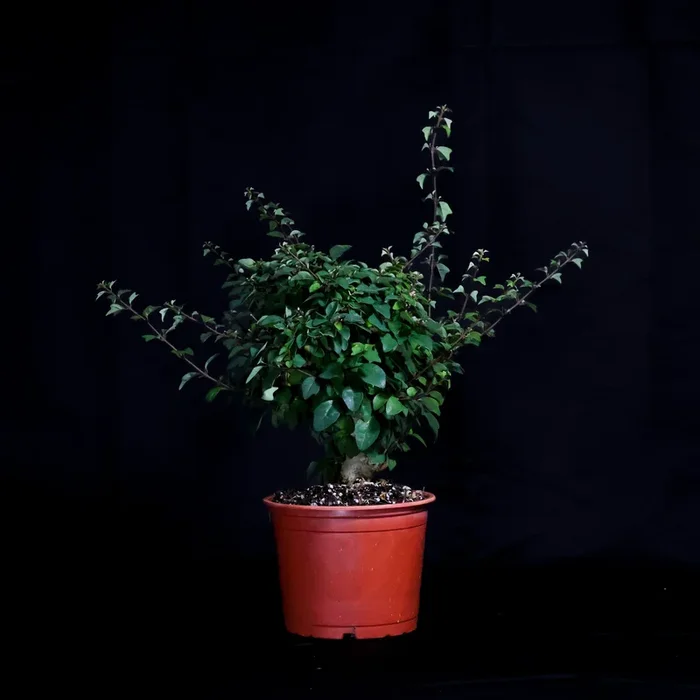LIMITED EDITION DIY Bonsai Kit —Parrots Beak