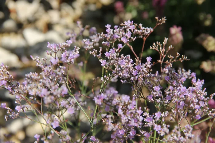 Limonium latifolium (Breitblättriger Steppenschleier)