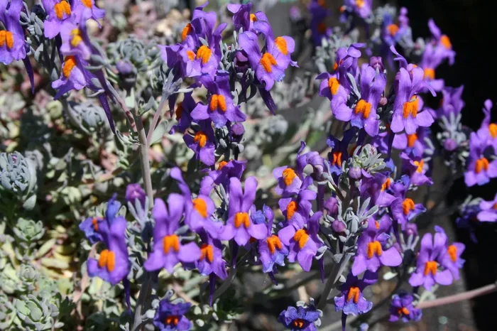 Linaria alpina (Alpen-Leinkraut)