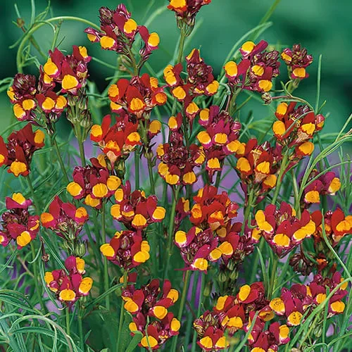 Linaria Reticulata ‚Spanish Dancer‘ - Horti Creative