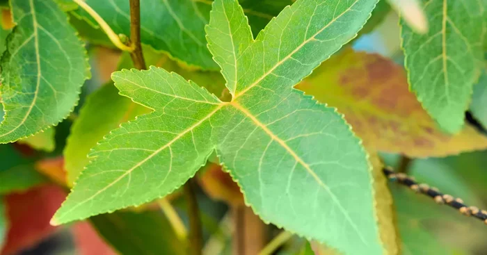 Liquidambar styraciflua ‚Slender Silhouette‘