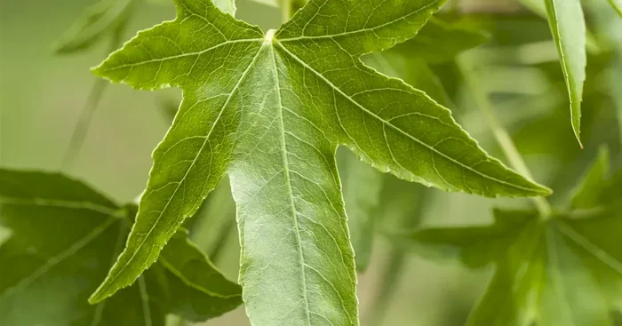 Liquidambar styraciflua