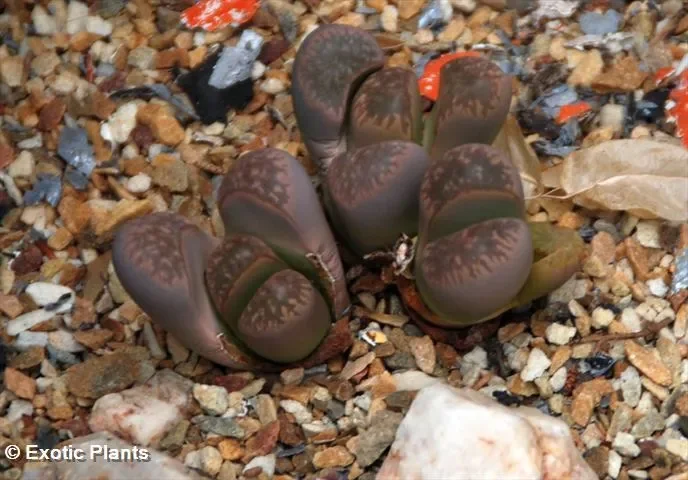 Lithops halii