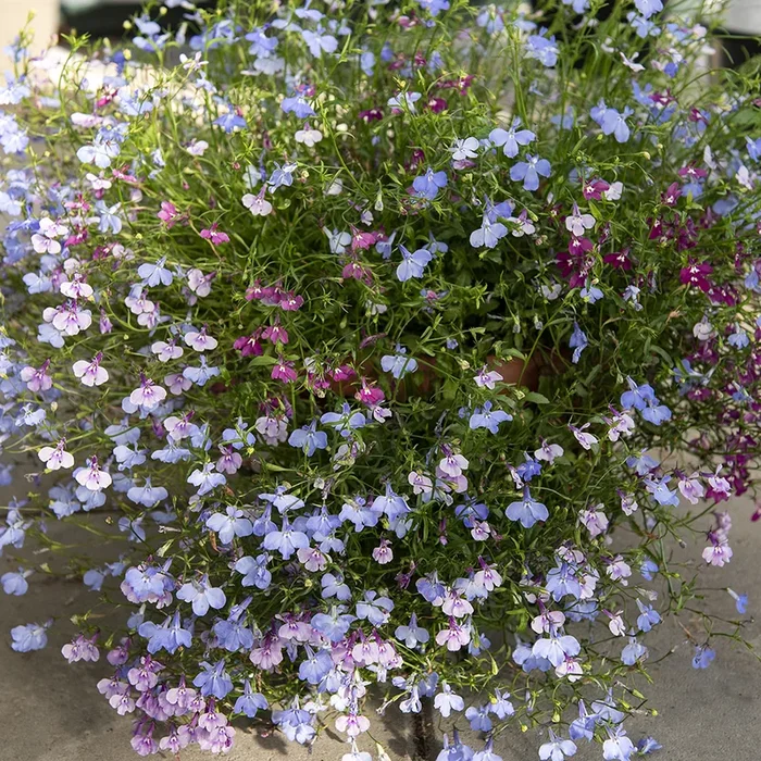 Lobelia erinus pendula