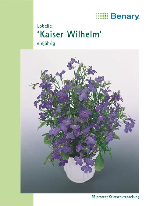 Lobelie Kaiser Wilhelm