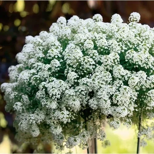 Lobularia Maritima Snow Drift