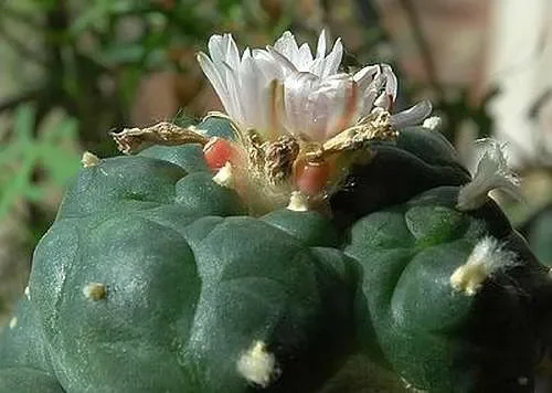 Lophophora williamsii v Moctezuma