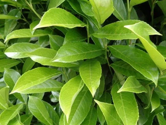 Lorbeer Genolia 125/150 cm