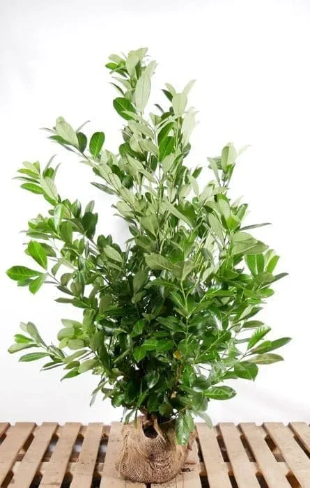 Lorbeer Novita 200/225 cm