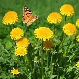 Löwenzahn – Pusteblume (Taraxacum officinale)