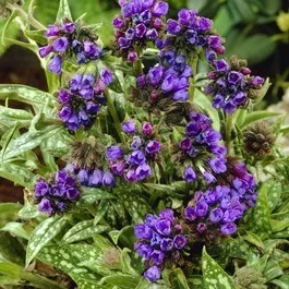 Lungenkraut (Pulmonaria longifolia ‚E.B. Anderson‘)