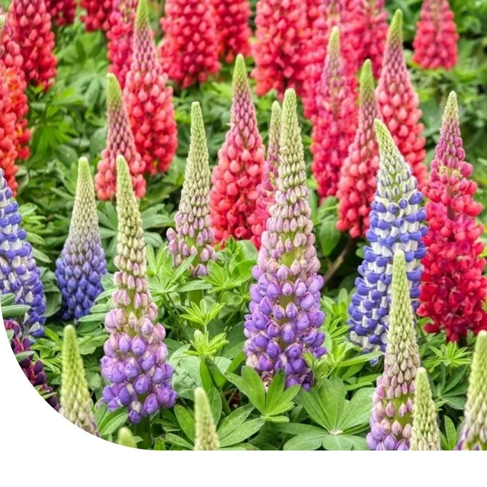 Lupine – Lupinus Minarette Mix