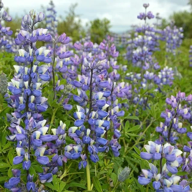 Lupine Kastellan – Lupinus polyphyllus Hybride