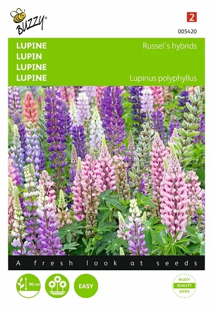 Lupinus ‚Russell’s hybrids mix‘