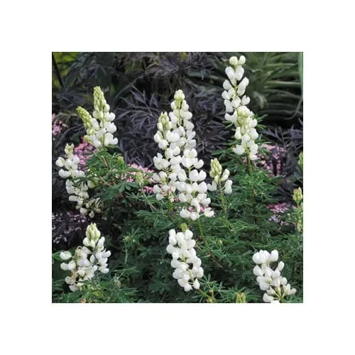 Lupinus Arboreus Snow Queen