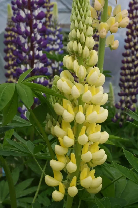 Lupinus polyphyllus ‚Kronleuchter‘ (Garten-Lupine)