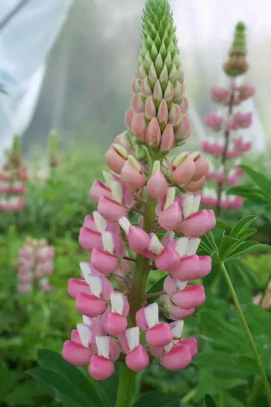 Lupinus polyphyllus ‚Schlossfrau‘ (Garten-Lupine)