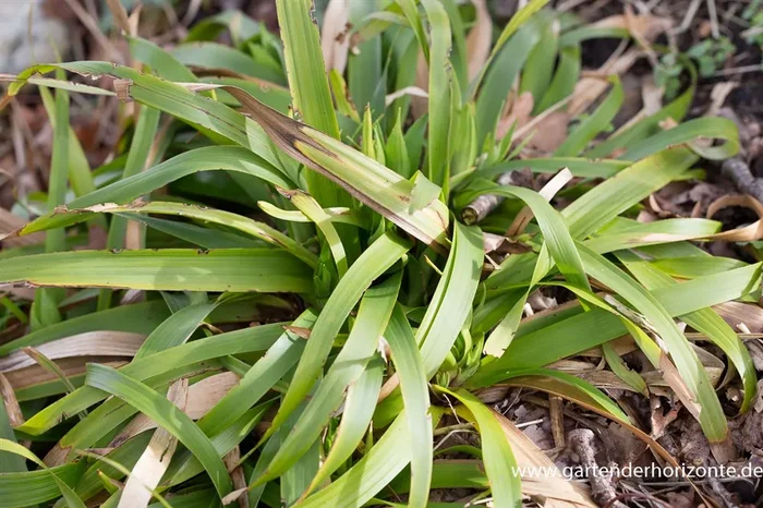 Luzula sylvatica