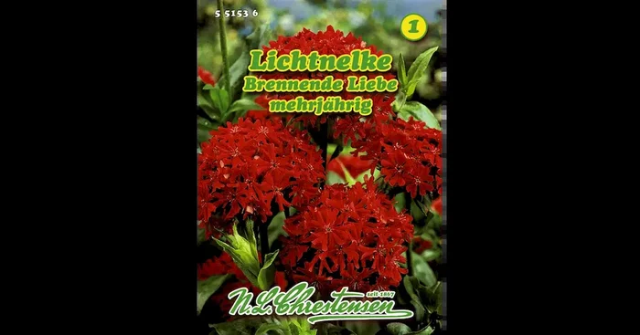 Lychnis Lichtnelke