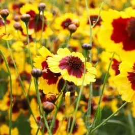 Mädchenauge – Einjährige Blume
