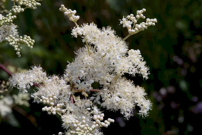 Mädesüß, Filipendula ulmaria