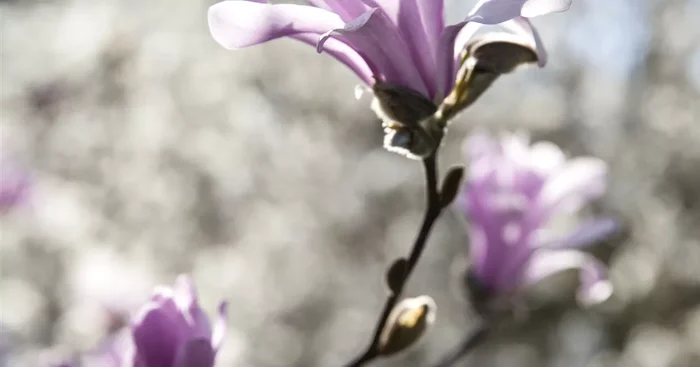 Magnolia loebneri ‚Leonard Messel‘