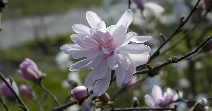Magnolia stellata ‚George Henry Kern‘