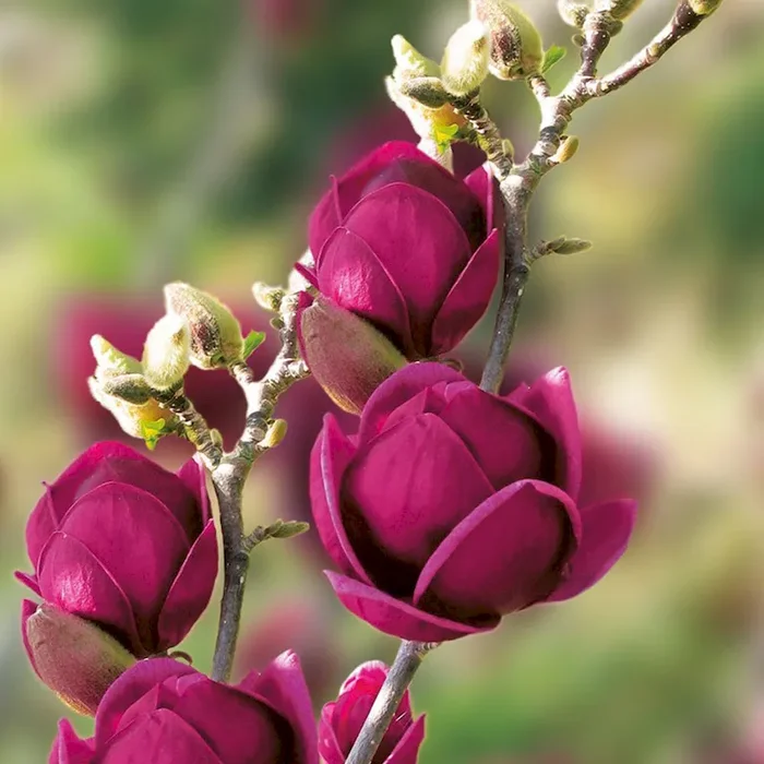 Magnolie ‚Genie®‘ Bestellnummer 3315433