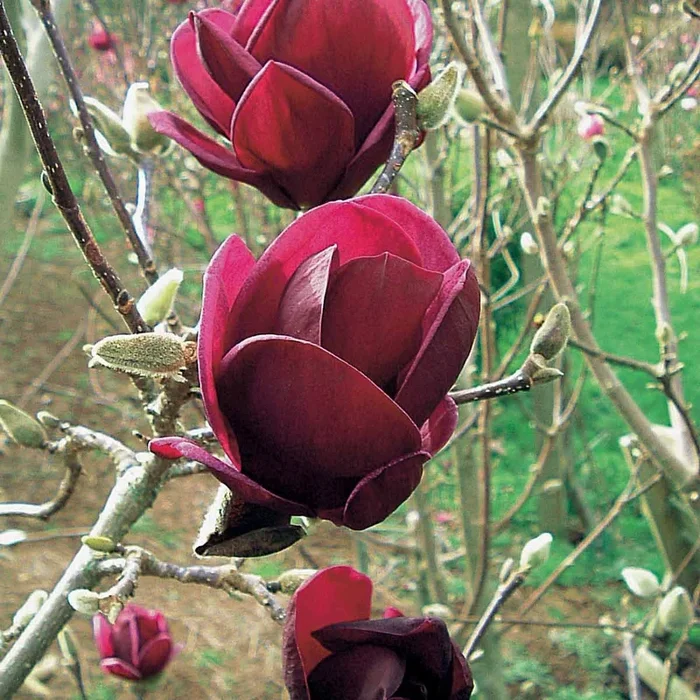 Magnolie Genie