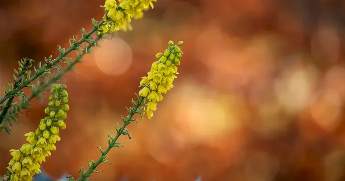 Mahonia media ‚Winter Sun‘