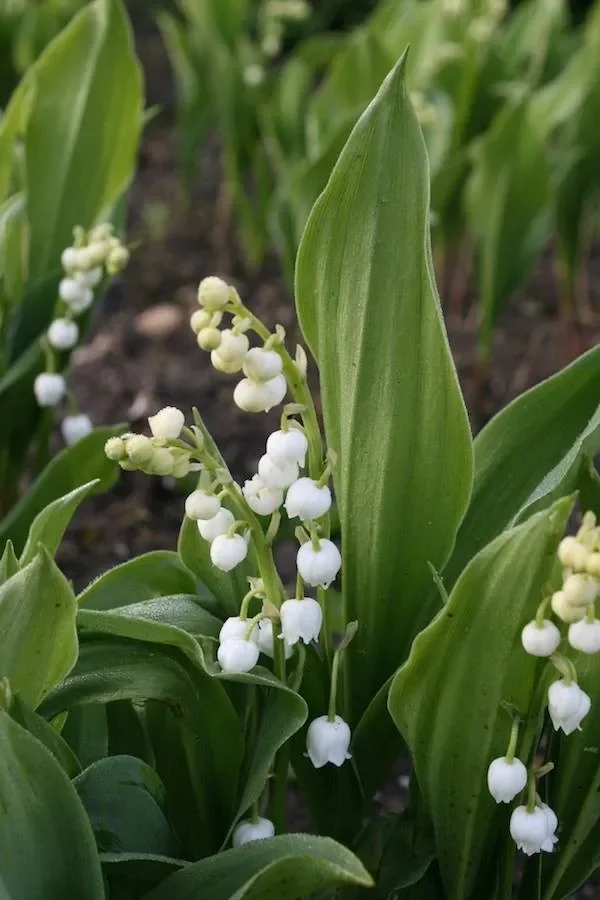 Maiglöckchen (Blühkeime), Convallaria majalis