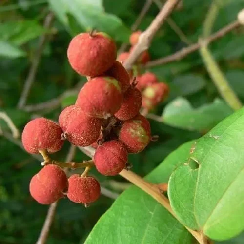 Mallotus Philippensis