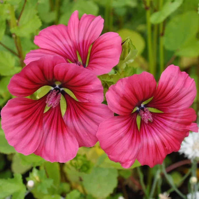 Malope trifida