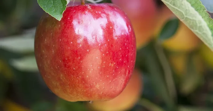 Malus ‚Braeburn‘ CAC