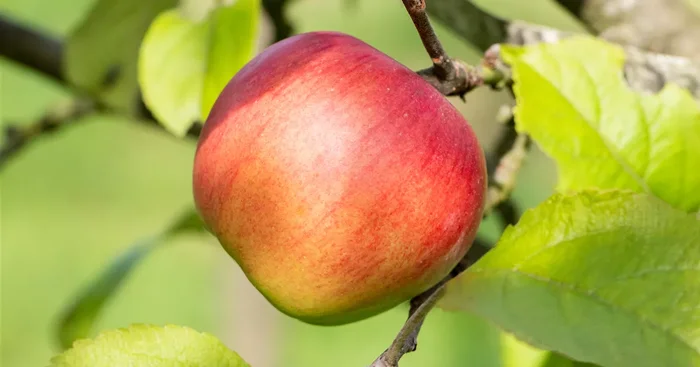 Malus ‚Discovery‘ CAC