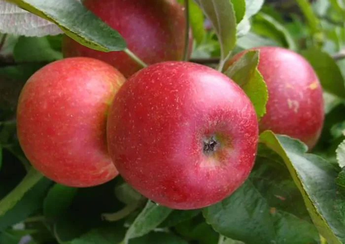 Malus ‚Starcats‘ (Säulenapfel)