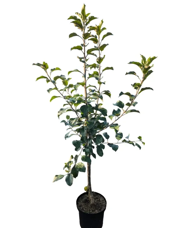 Malus domestica ‚Ecolette‘