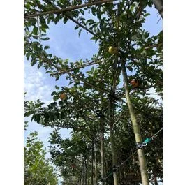 Malus Ecolette Dachform