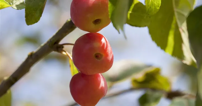 Malus x moerlandsii ‚Red Sentinel’${2}