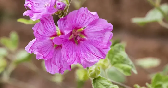Malva moschata