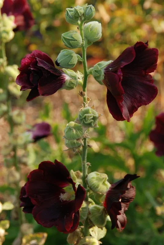 Malve, Schwarze Malve – Alcea rosea var.nigra